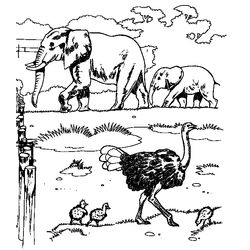 Zoo #9971