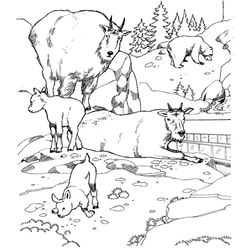 Zoo #9973