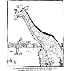 Zoo #9977