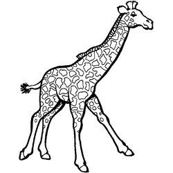Zoo #9981