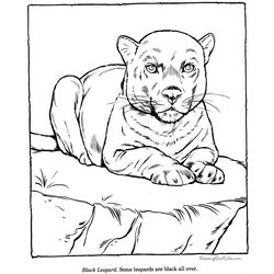Zoo #9985