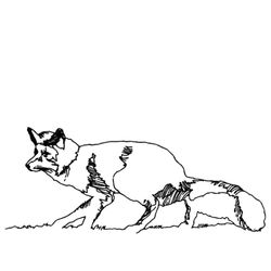 Zorro #10129