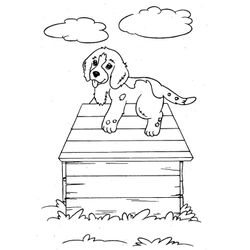 Caseta del perro #21869