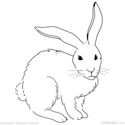 Pascua #26044
