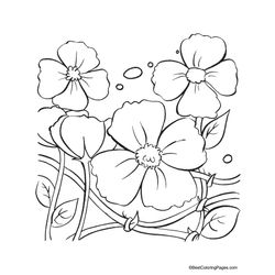 Amapola #26893