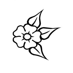 Amapola #26895