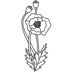 Amapola #26896