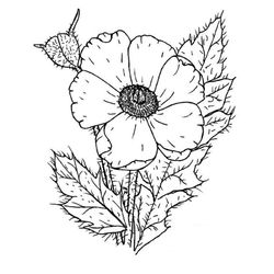 Amapola #26897