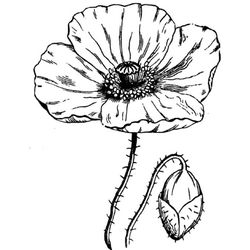 Amapola #26898