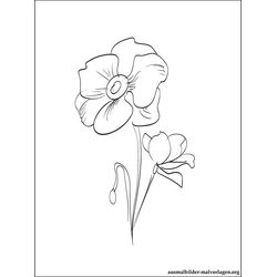 Amapola #26899