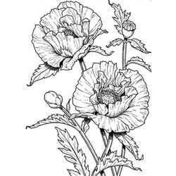 Amapola #26900