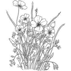 Amapola #26905