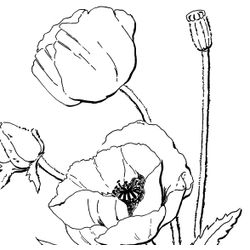 Amapola #26906