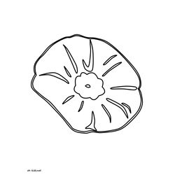 Amapola #26907