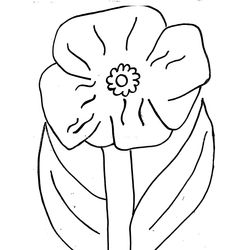 Amapola #26908