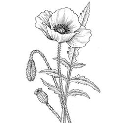 Amapola #26884
