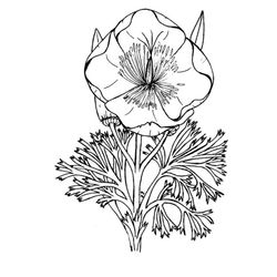 Amapola #26916