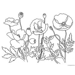 Amapola #26917