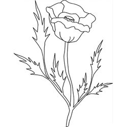 Amapola #26918