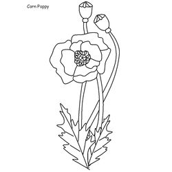Amapola #26919