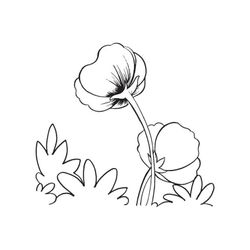 Amapola #26920
