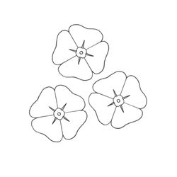 Amapola #26885