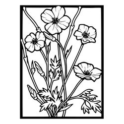 Amapola #26921
