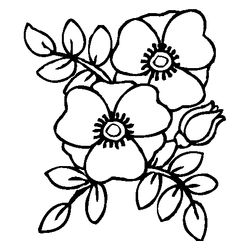 Amapola #26923