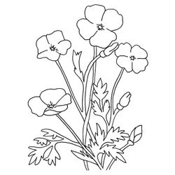 Amapola #26924