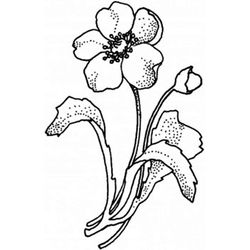 Amapola #26926