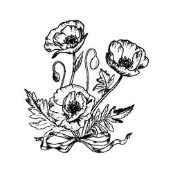 Amapola #26927
