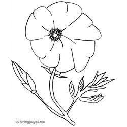 Amapola #26928