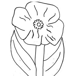 Amapola #26929