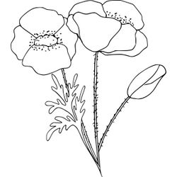 Amapola #26886