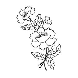Amapola #26933