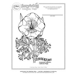 Amapola #26934