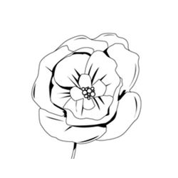 Amapola #26935