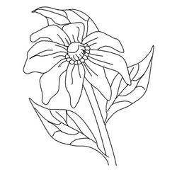 Amapola #26937