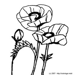 Amapola #26939