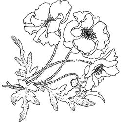 Amapola #26941