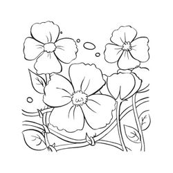 Amapola #26944
