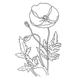 Amapola #26947