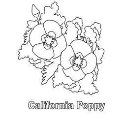 Amapola #26948