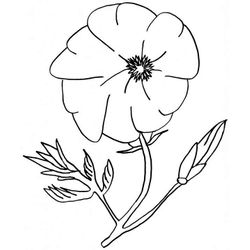 Amapola #26949