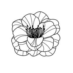 Amapola #26950