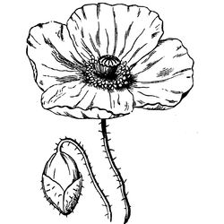 Amapola #26888