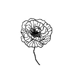Amapola #26951