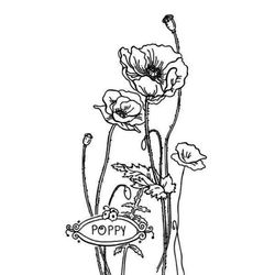 Amapola #26955