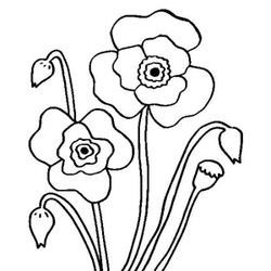Amapola #26889