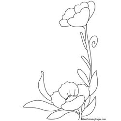 Amapola #26890